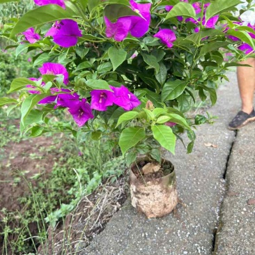 三角梅紫花大红同安红