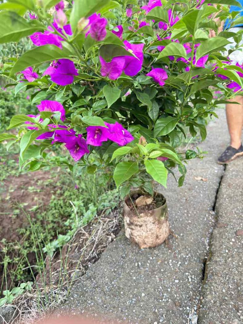 三角梅紫花大红同安红