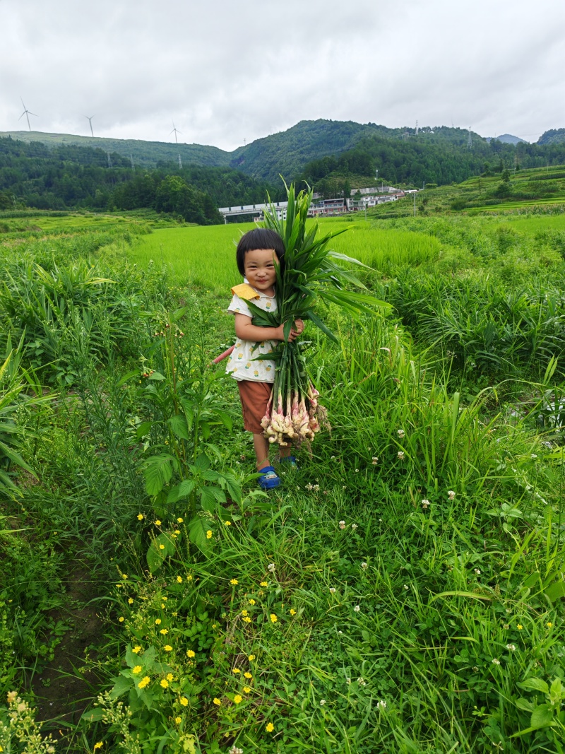 贵州二黄姜仔姜