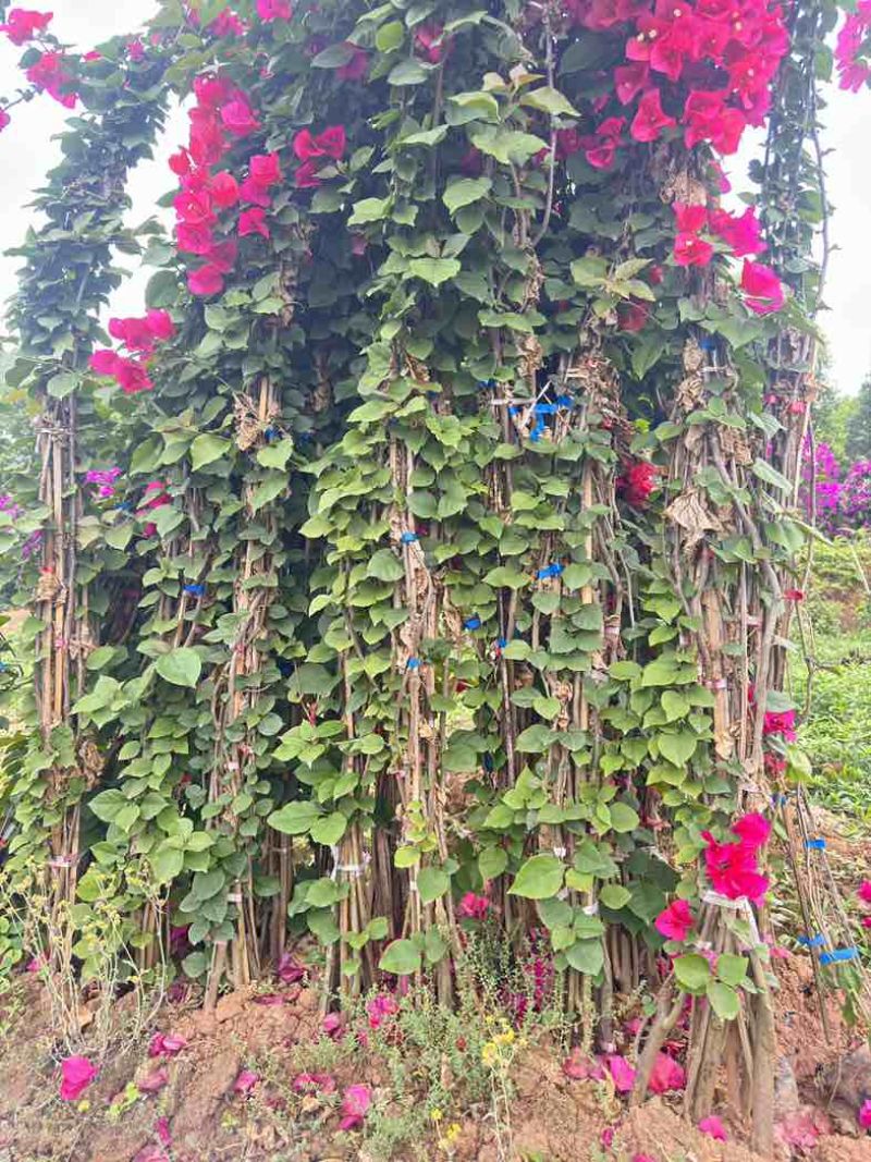 三角梅紫花大红同安红