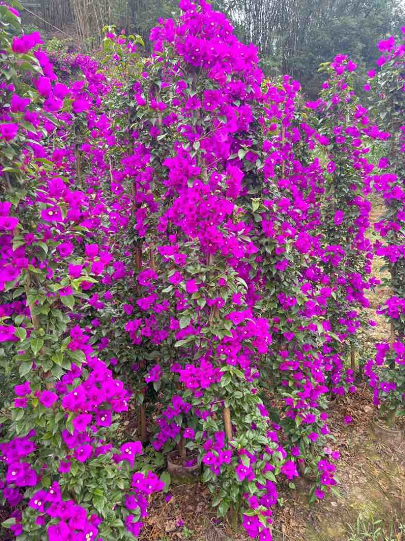三角梅紫花大红同安红