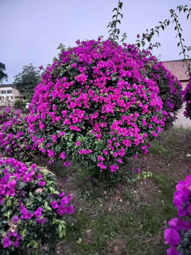 三角梅紫花大红同安红