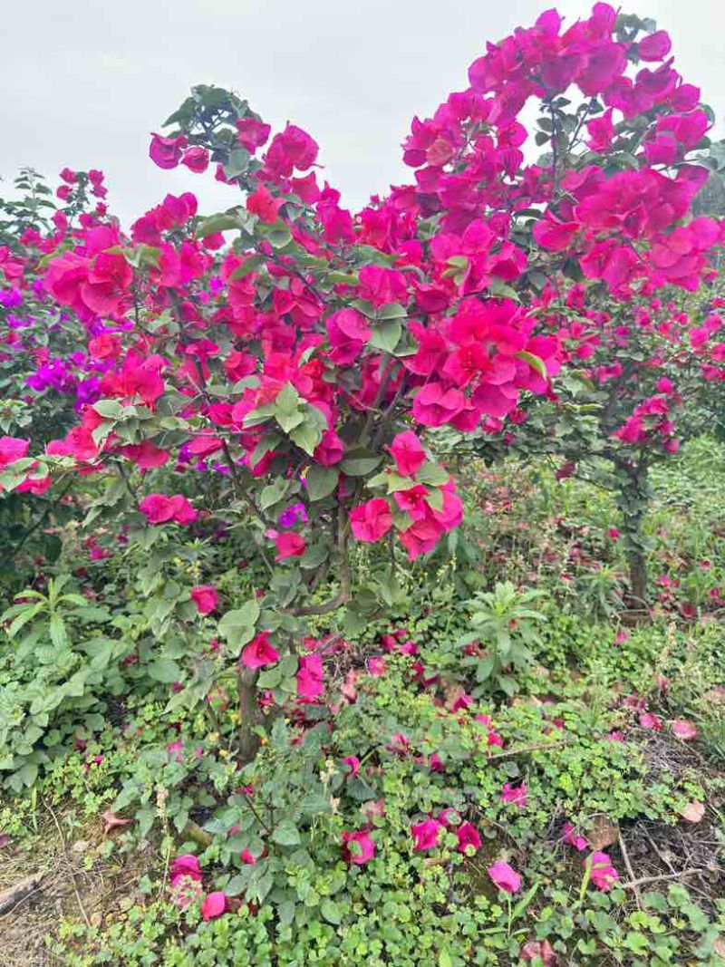 三角梅紫花大红同安红