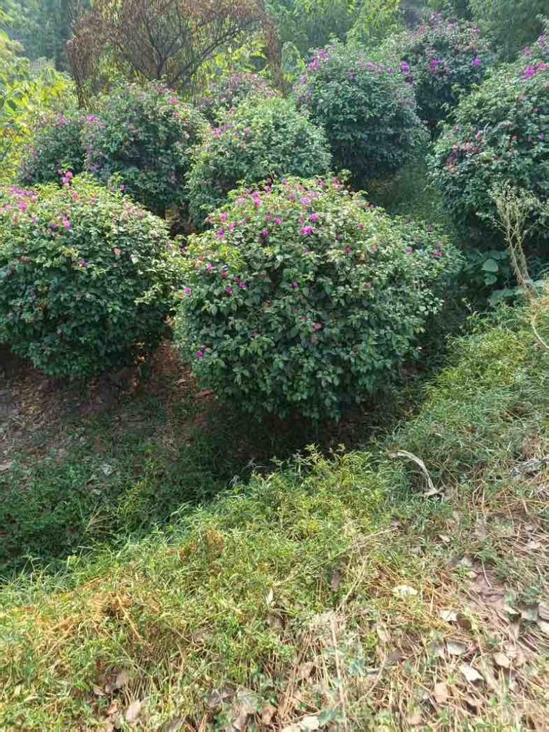 三角梅紫花大红同安红