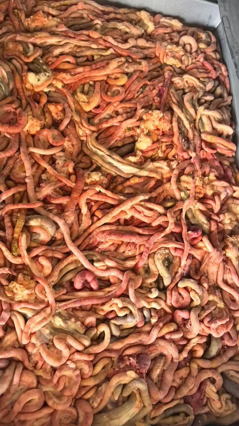 鸡肠