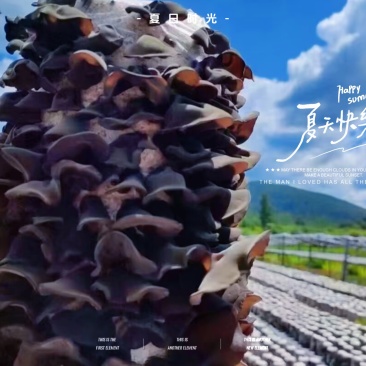 东北黑木耳