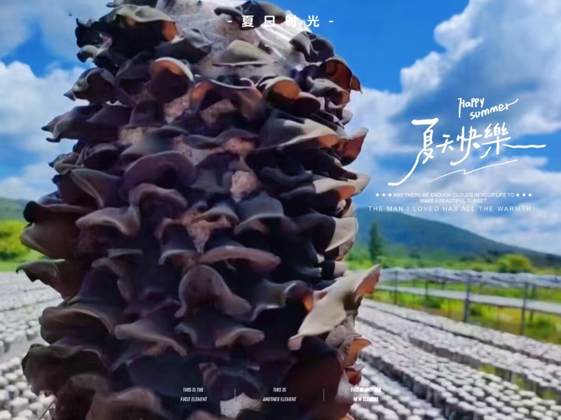东北黑木耳