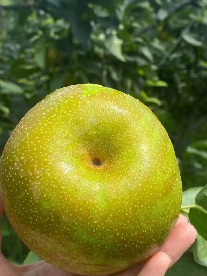 翠冠梨