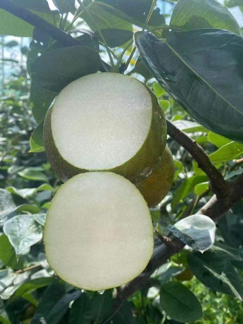 翠冠梨