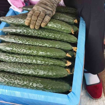 有大批量精品带刺黄瓜，需要的老板联系