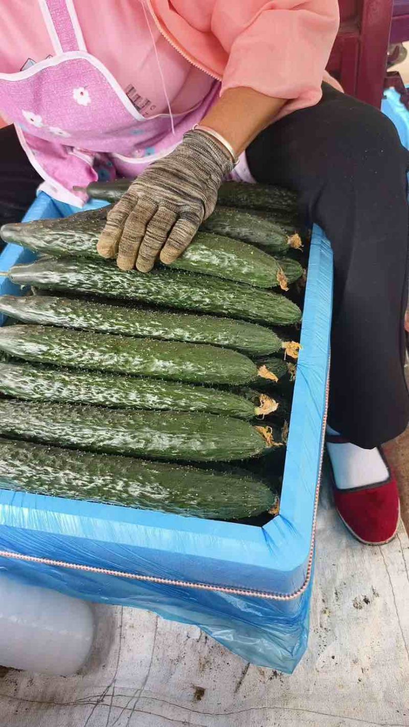 有大批量精品带刺黄瓜，需要的老板联系