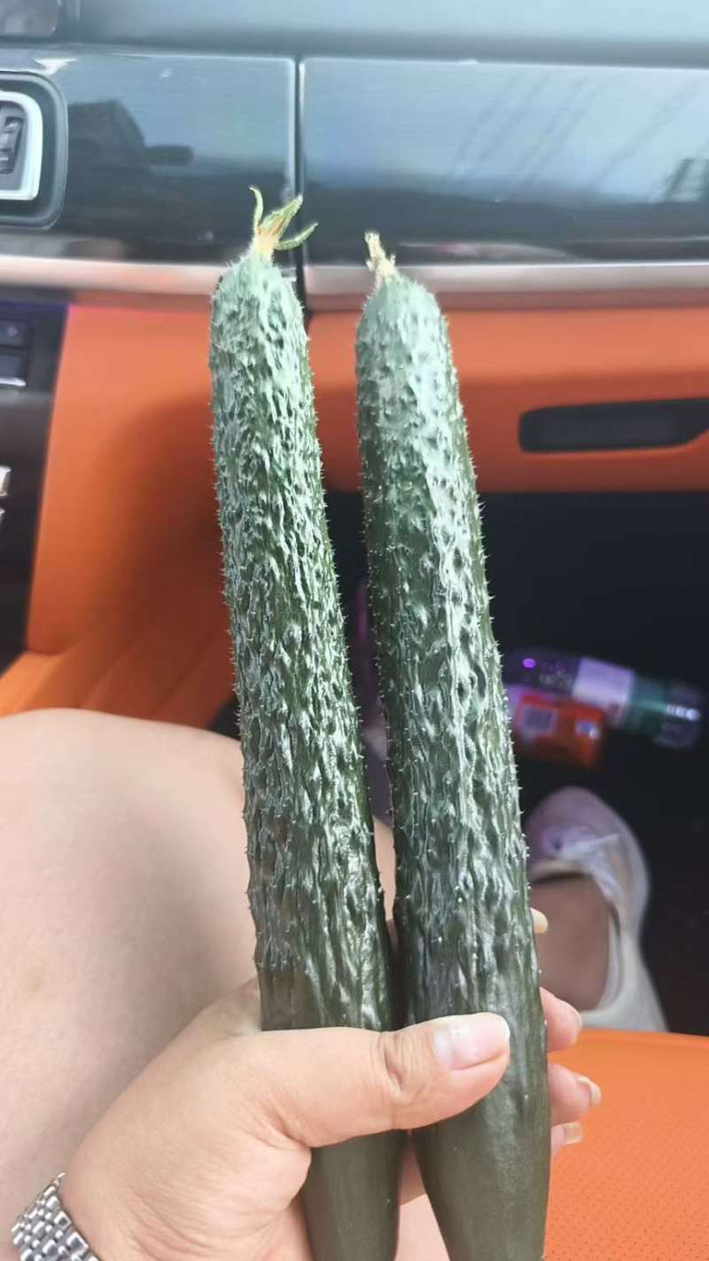 有大批量精品带刺黄瓜，需要的老板联系