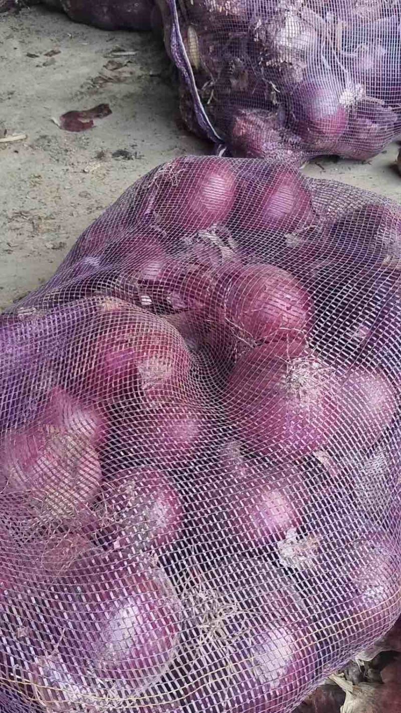 葱头