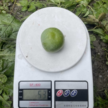 茂纹青脆李即将大量上市，各个规格都有，可以提前联系
