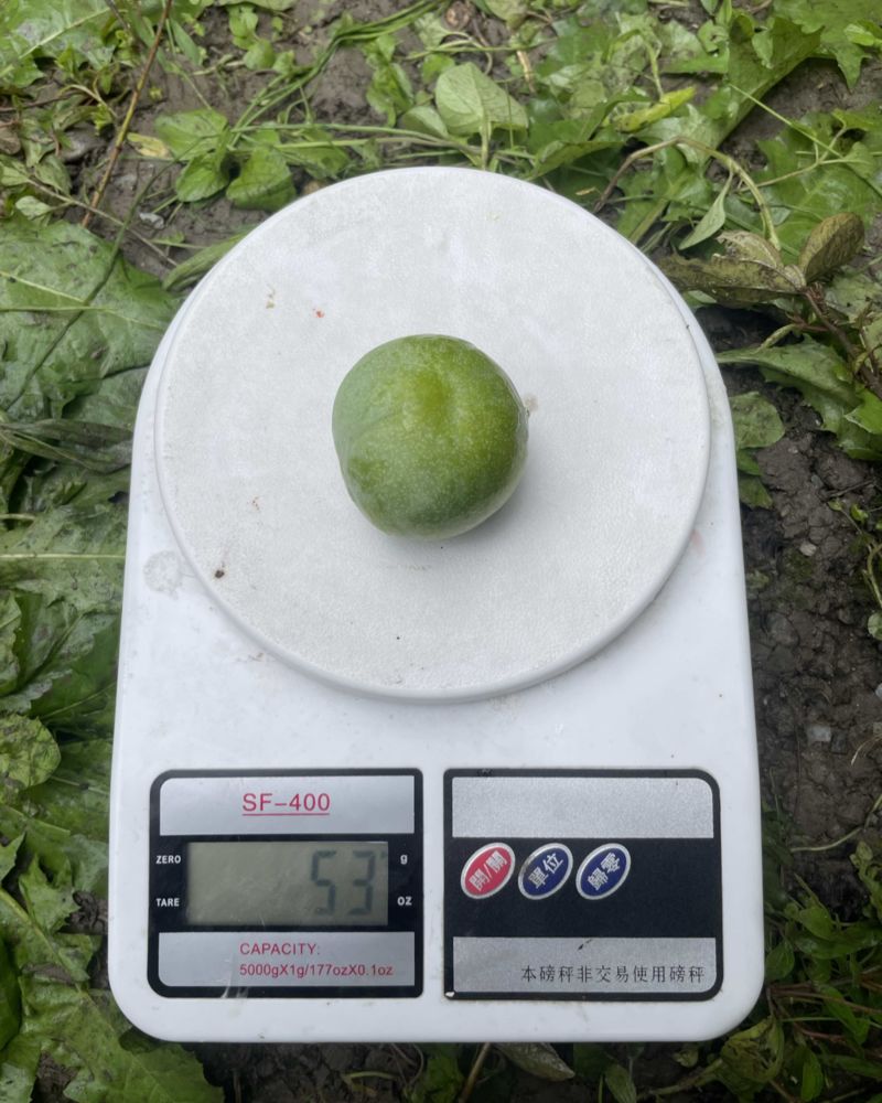 茂纹青脆李即将大量上市，各个规格都有，可以提前联系