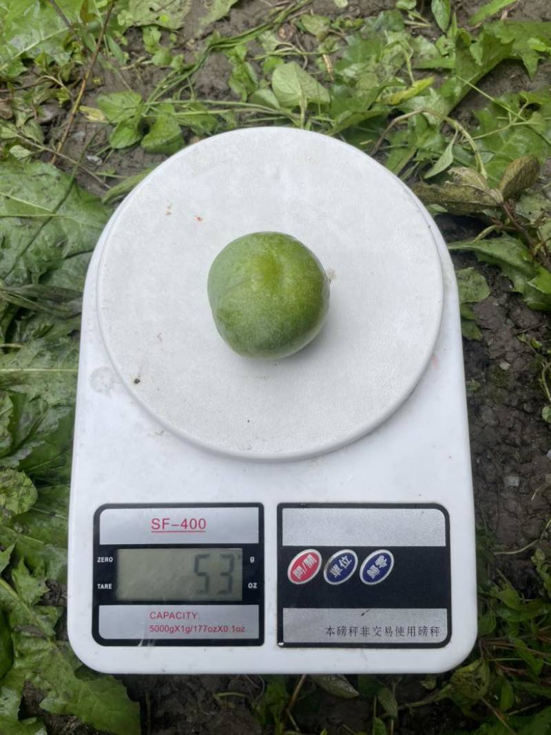 茂纹青脆李即将大量上市，各个规格都有，可以提前联系