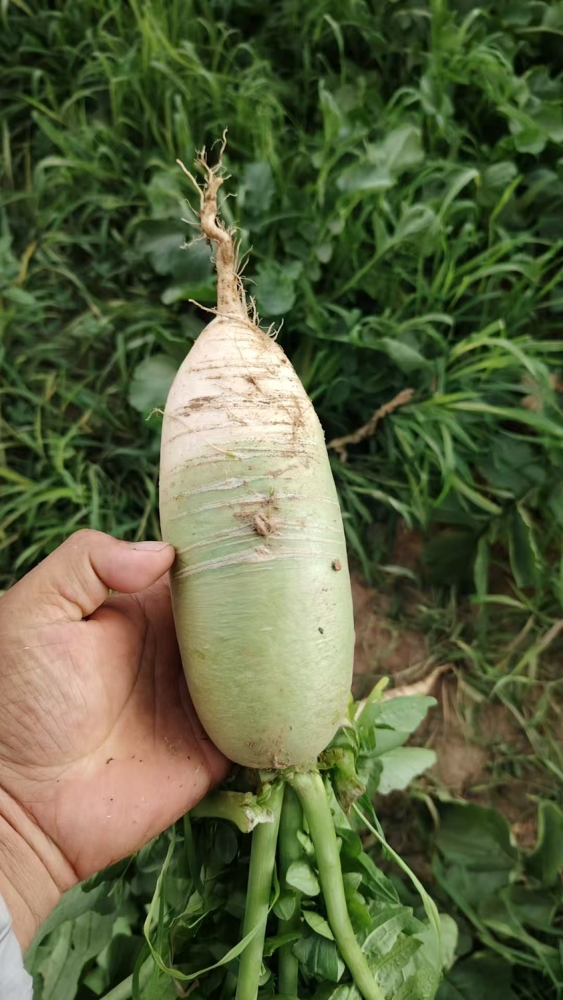 脆白萝卜