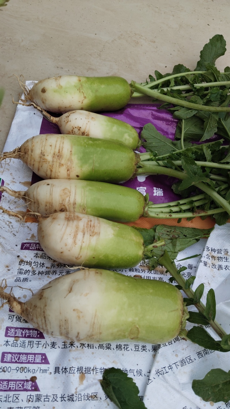 脆白萝卜