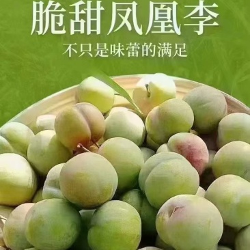 凤凰李