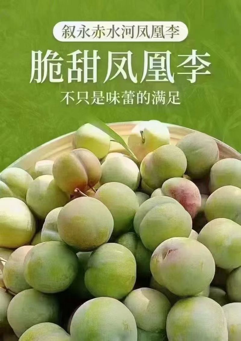 凤凰李