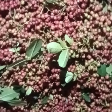 鲜花椒