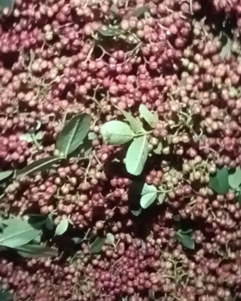 鲜花椒