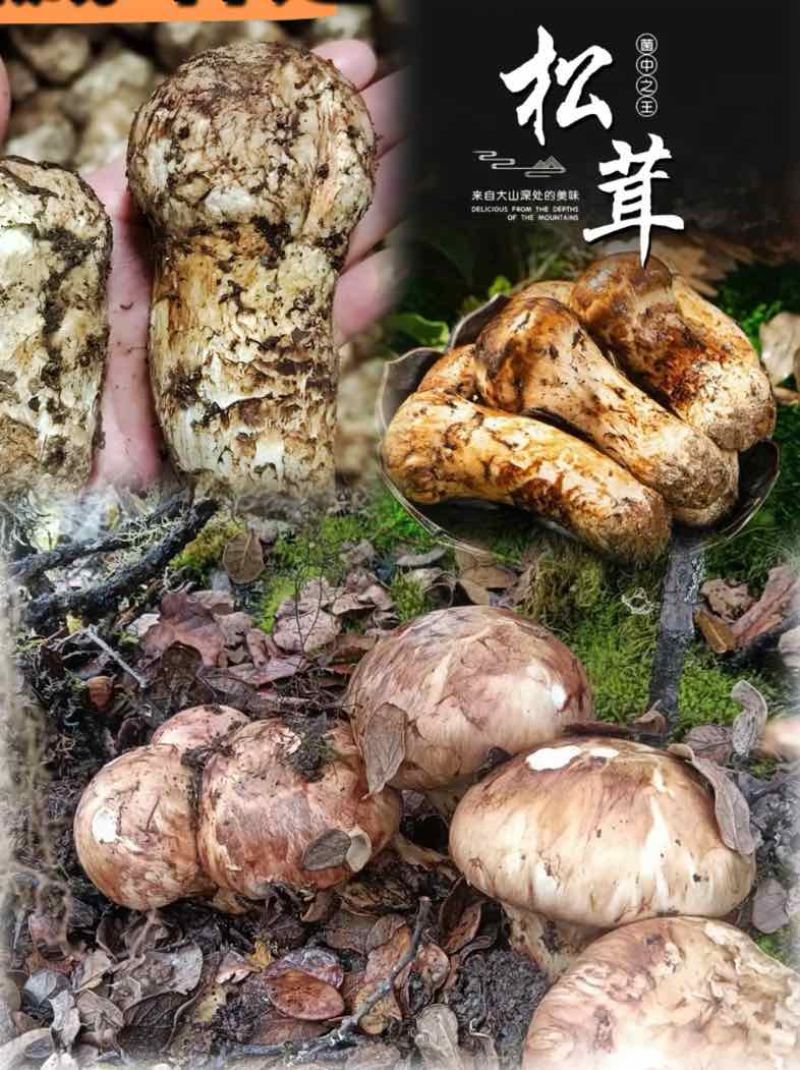 松茸