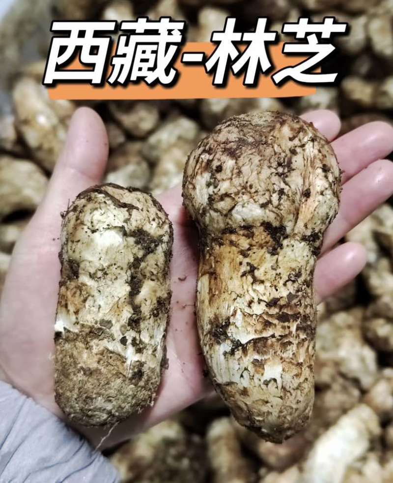松茸