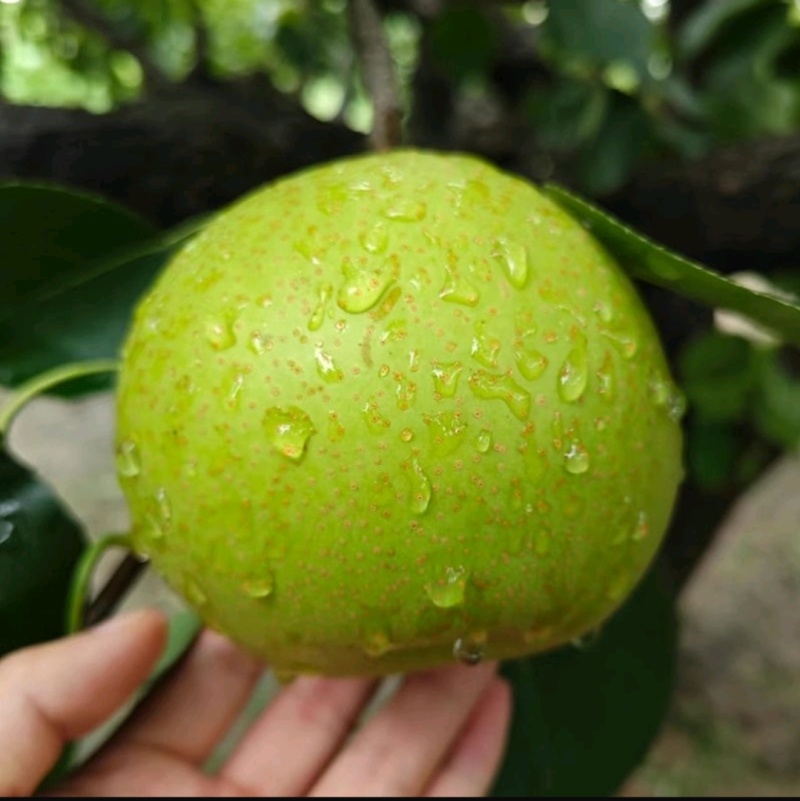 砀山翠玉梨