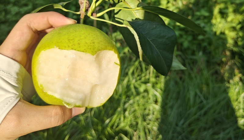 砀山翠玉梨