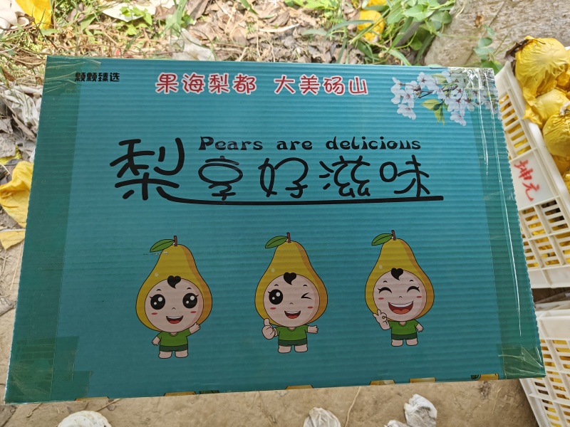 砀山翠玉梨