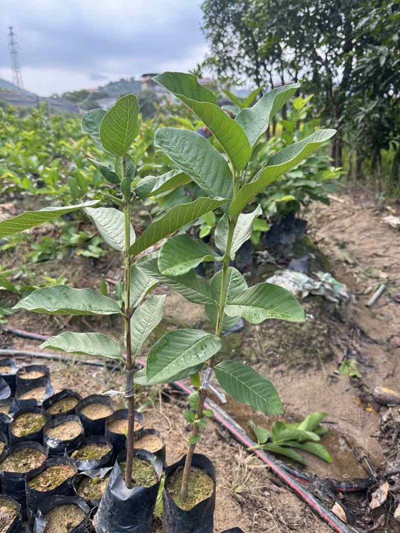 番石榴苗四季珍珠白肉