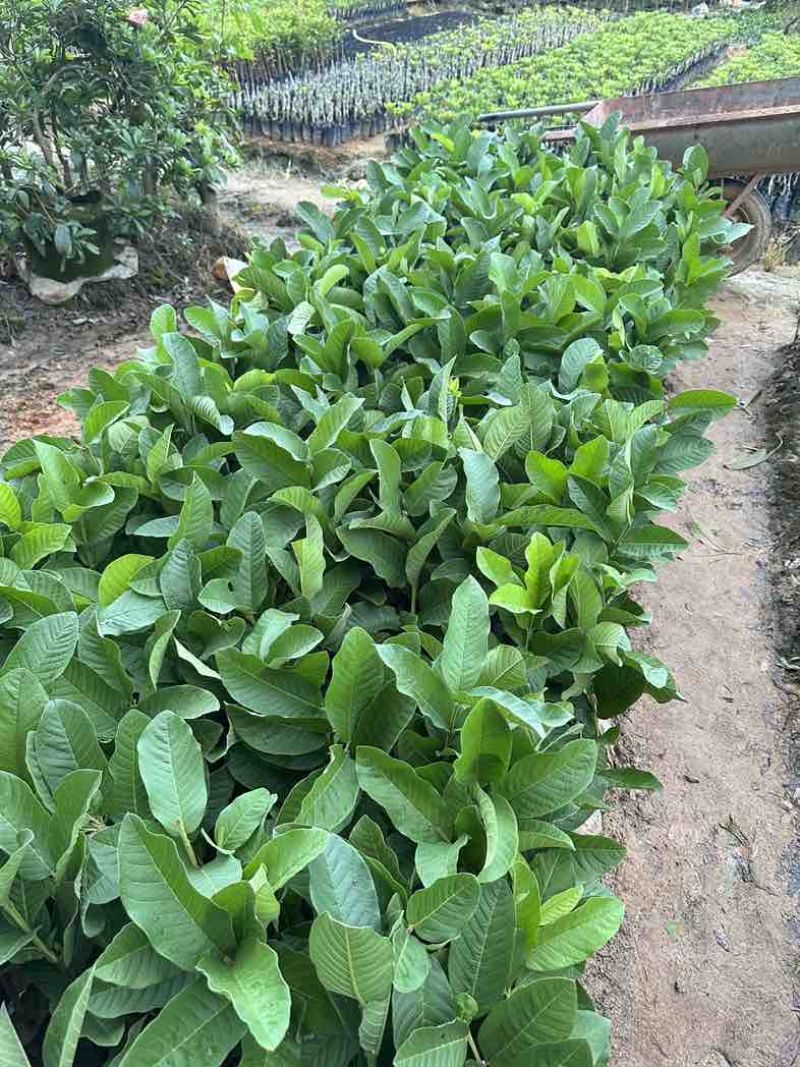 番石榴苗四季珍珠白肉