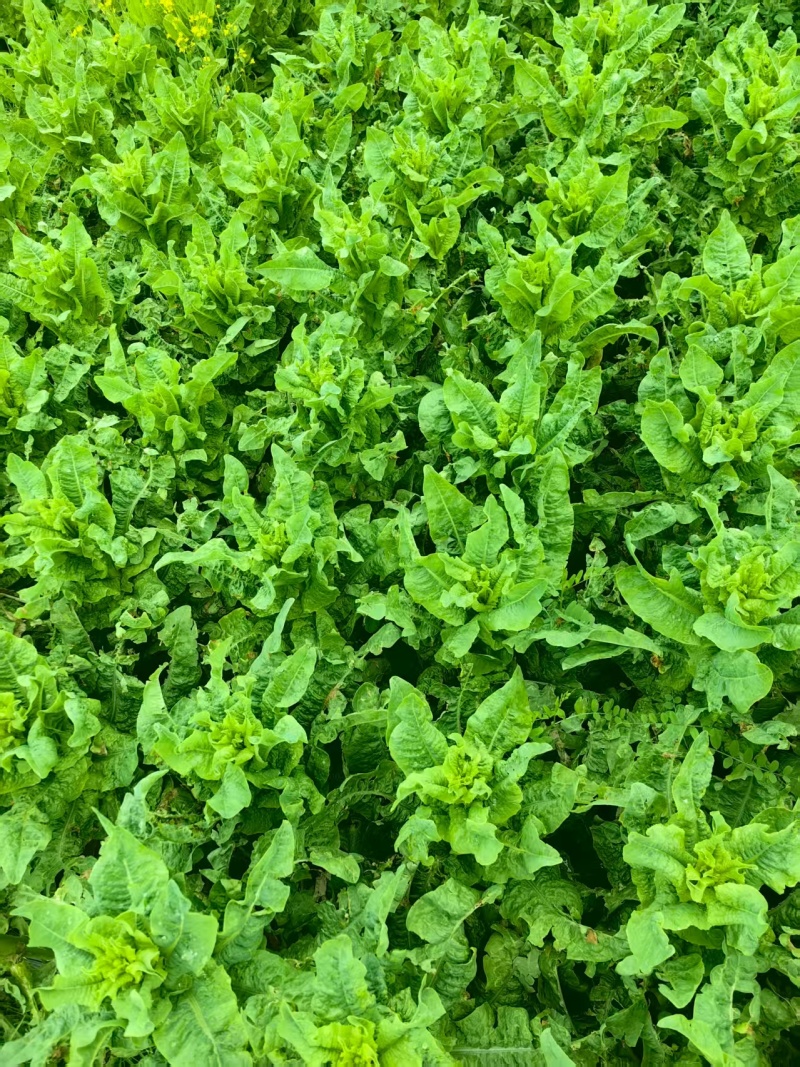 松潘三青窝笋