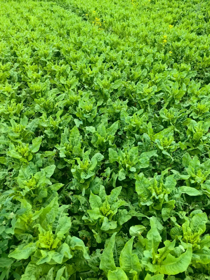 松潘三青窝笋