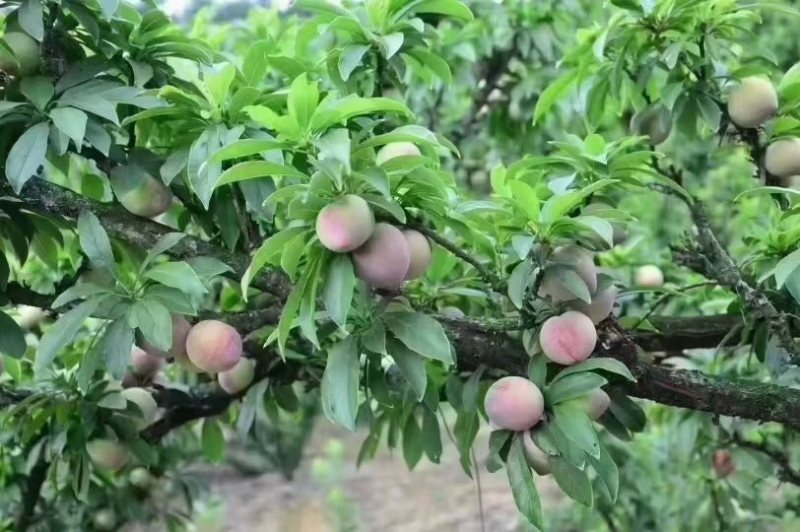 桃形李礼盒装精品装都有中果礼盒，大果礼盒，精品礼盒