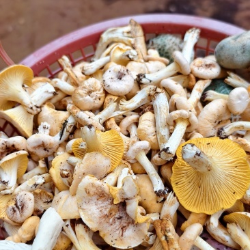 鸡油菌