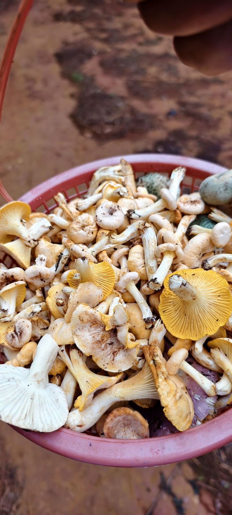 鸡油菌