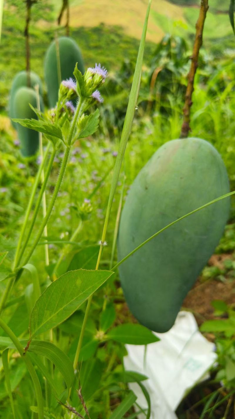 攀枝花芒果