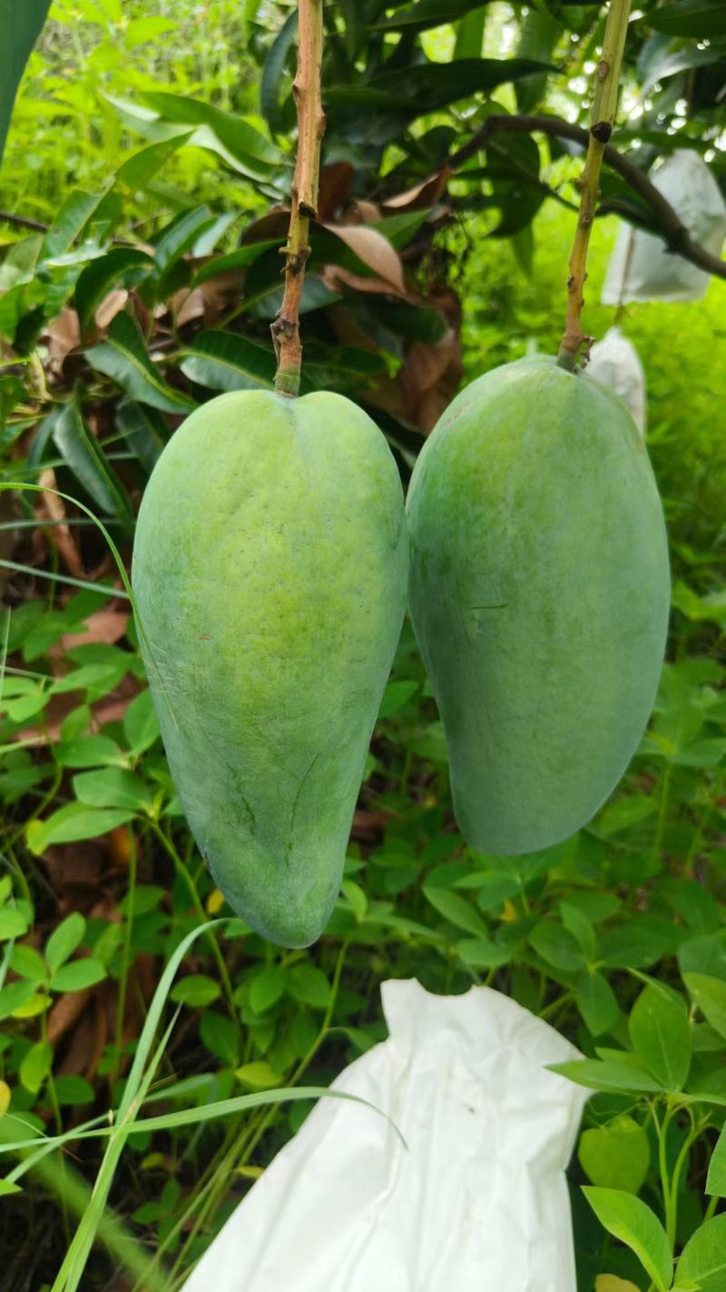 攀枝花芒果