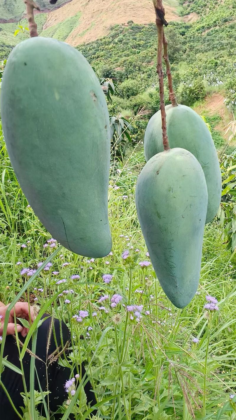 攀枝花芒果