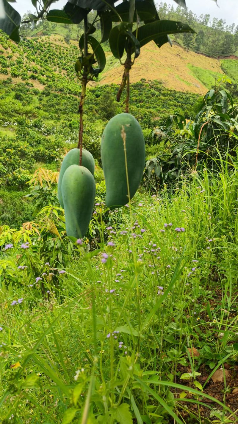 攀枝花芒果