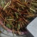 新鲜野生酸模根