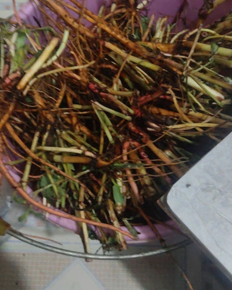 新鲜野生酸模根