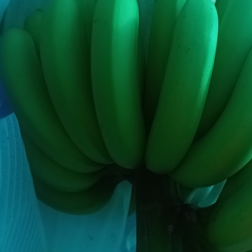 香蕉