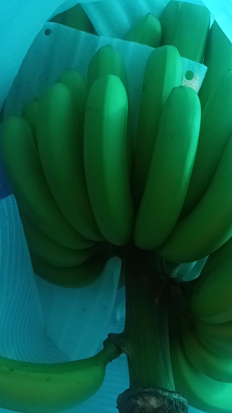 香蕉