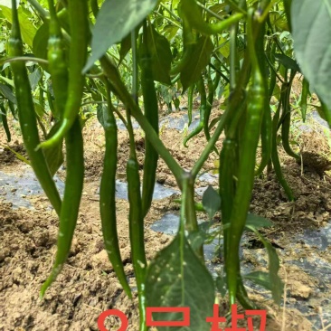 8号鲜线椒产地直发大量供货品质保证
