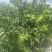 新会陈皮