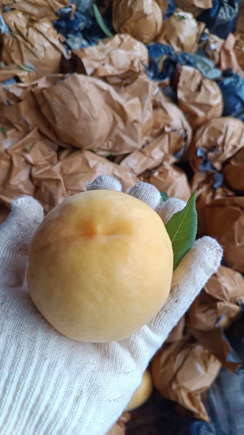黄金蜜三号