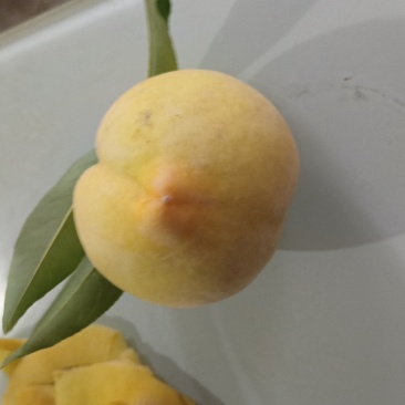 锦绣黄桃